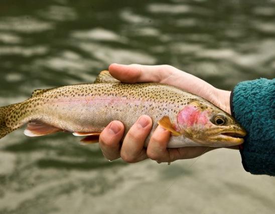 Hand holds a rainbow trout
