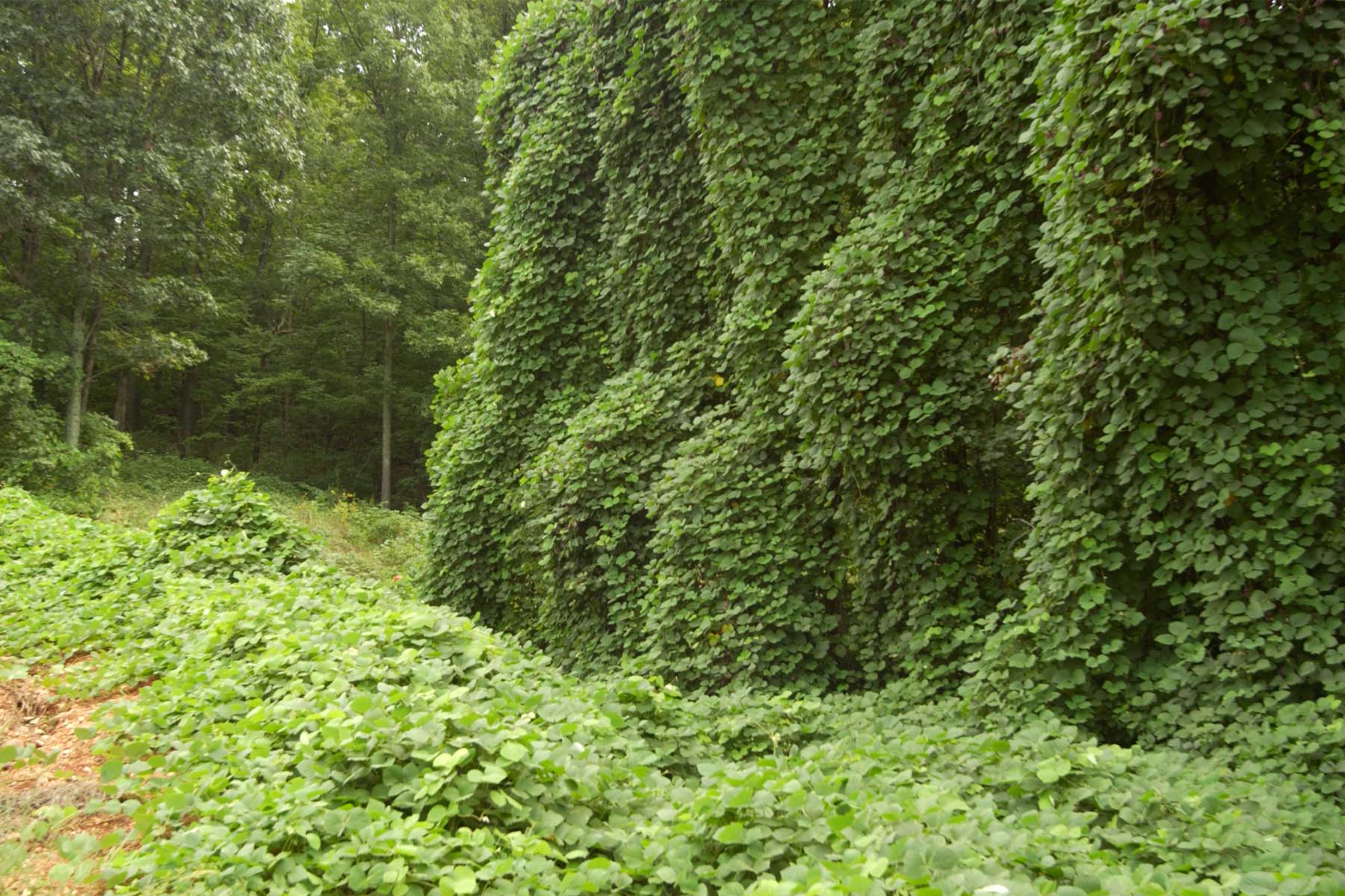 A dense blanket of kudzu vines covering several trees and the ground around them