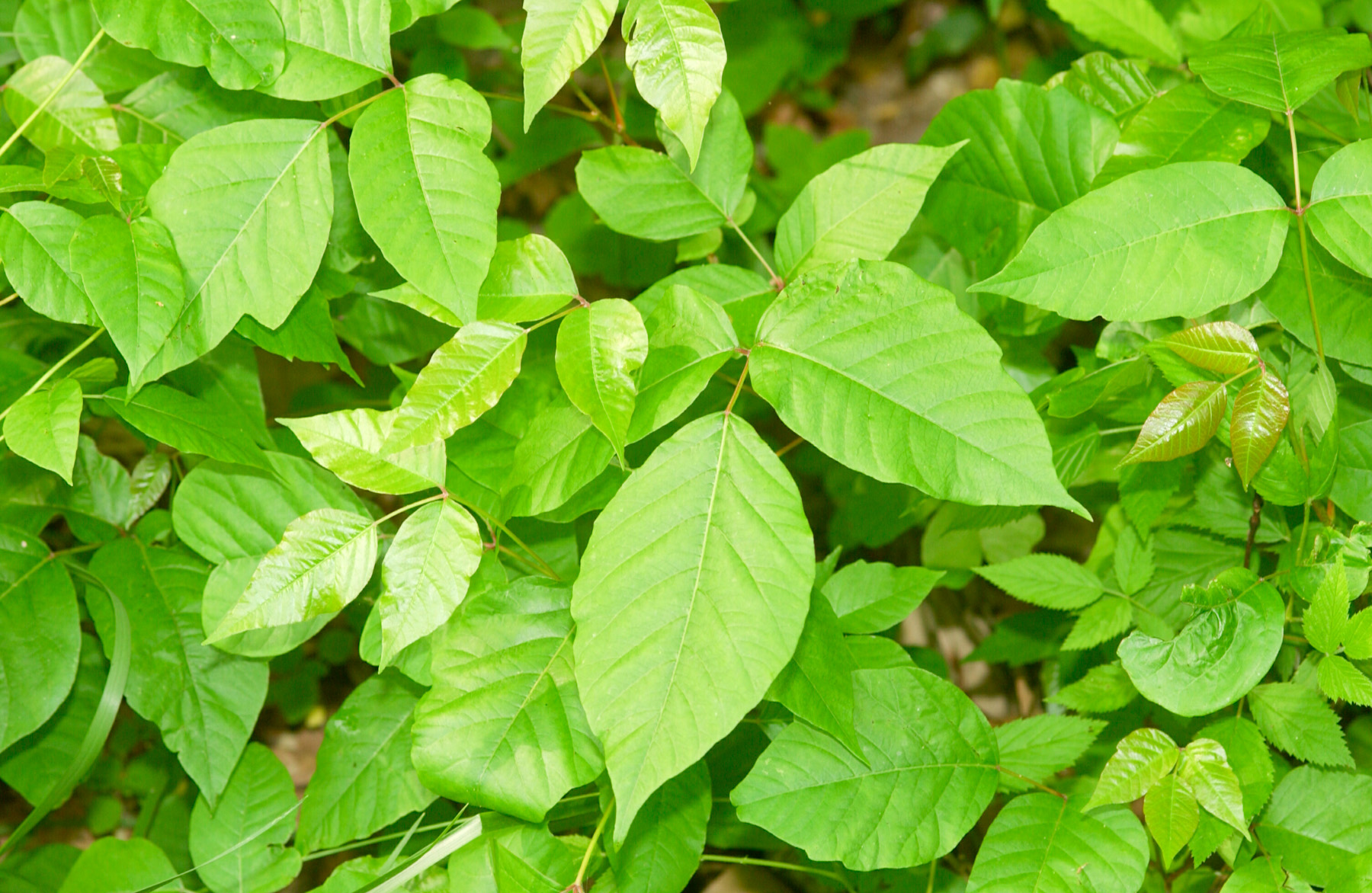 Poison ivy plants