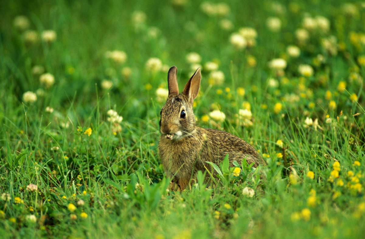 Cottontail rabbit sits in a clover field