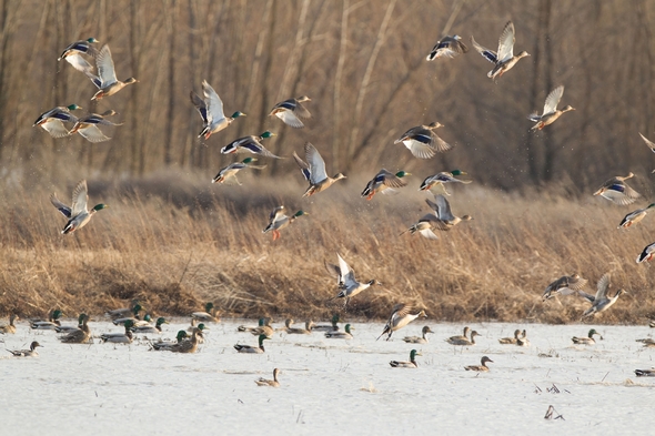 Ducks land on a pond