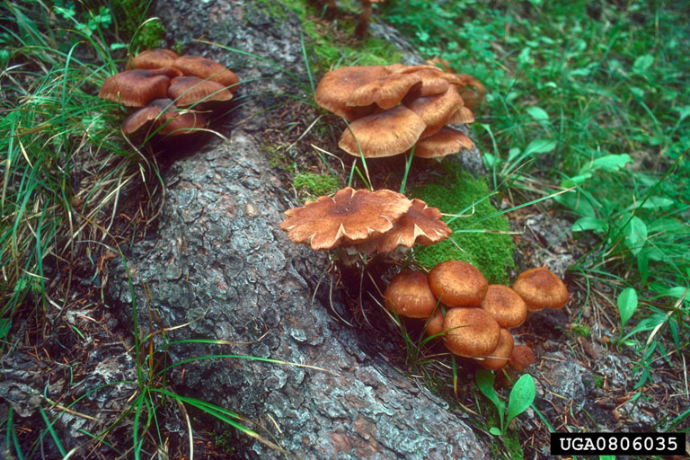 Honey-colored mushrooms in clusters on the roots of an infected tree.