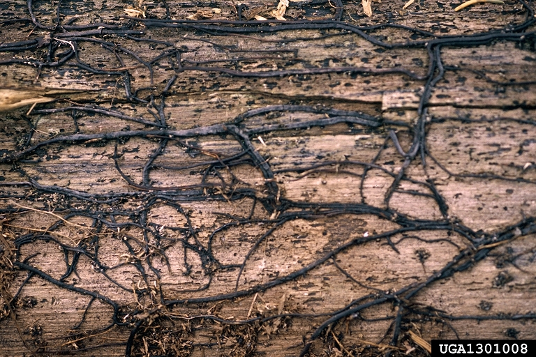 Black, string-like Armillaria rhizomorphs under the bark of an infected tree