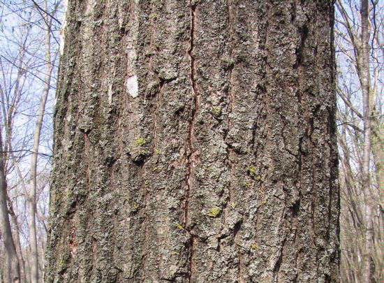Crack in the bark of an oak tree trunk