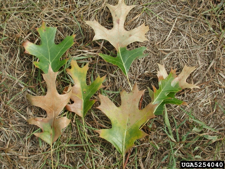 Oak leaves with browned areas