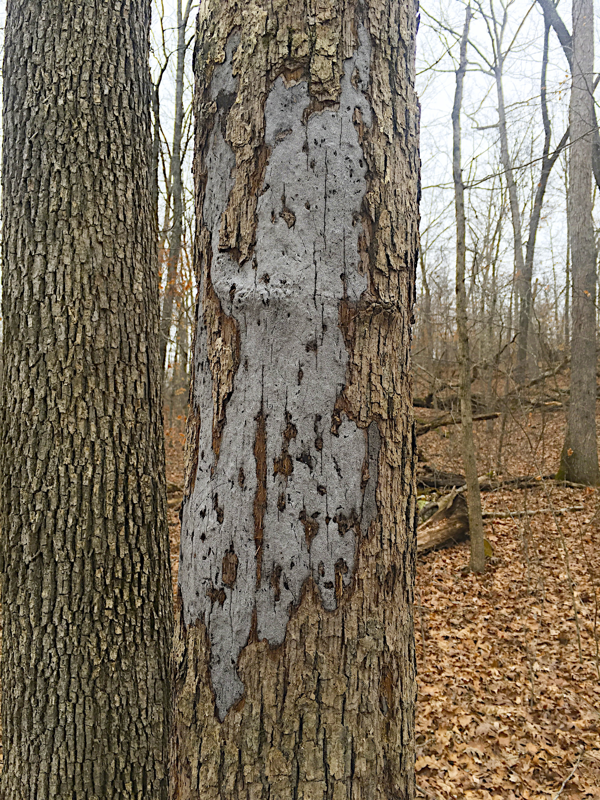 Gray stage of hypoxylon on tree trunk