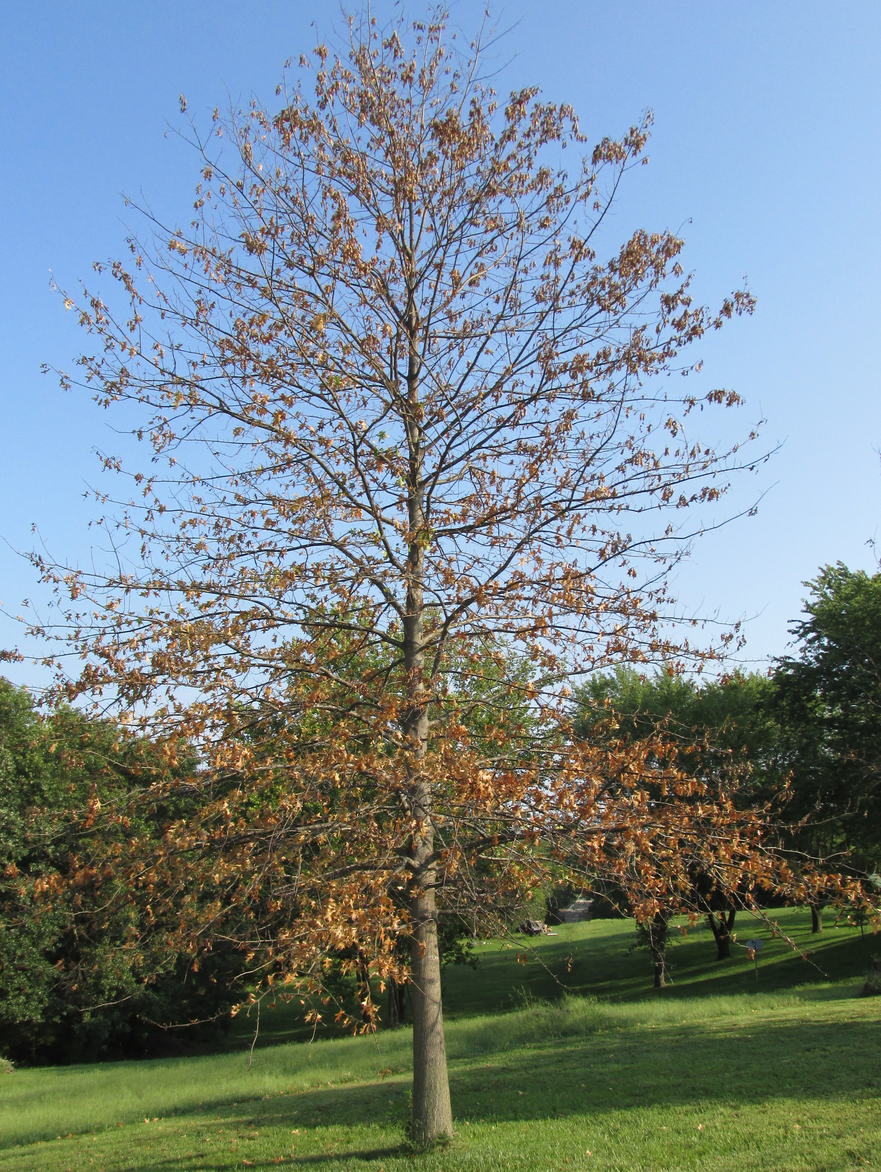 Tree with only sparse and browned leaves