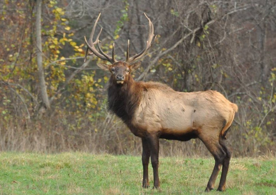 Bull elk in fall