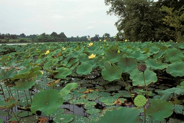 American lotus in pond