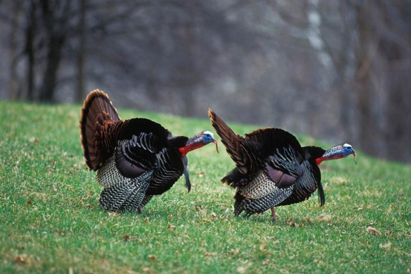 two tom turkeys