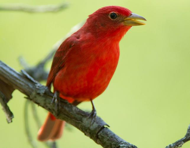 Adult male summer tanager