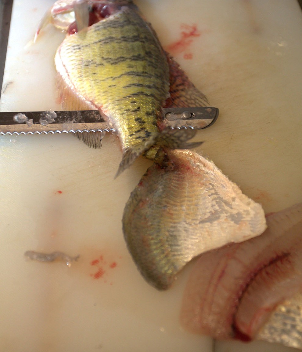 Knife fillets fish