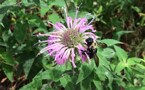 Bee on bee balm