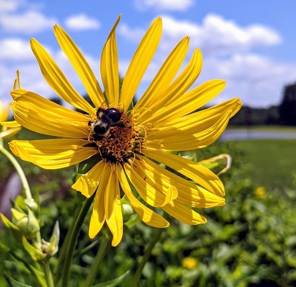 Bumblebee on flower