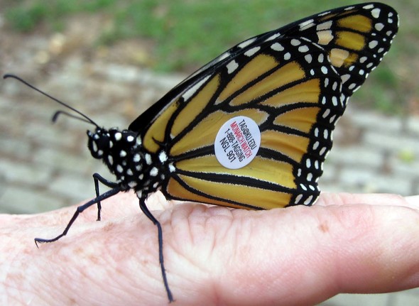 Monarch butterfly with tag