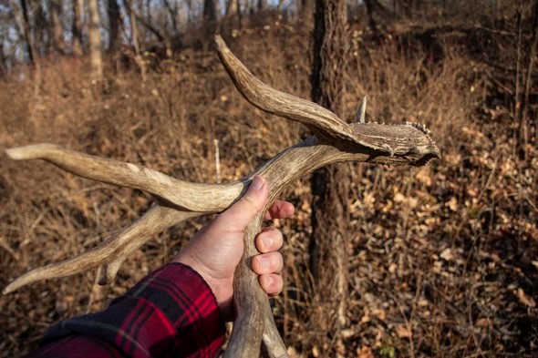 A hand holds a shed antler