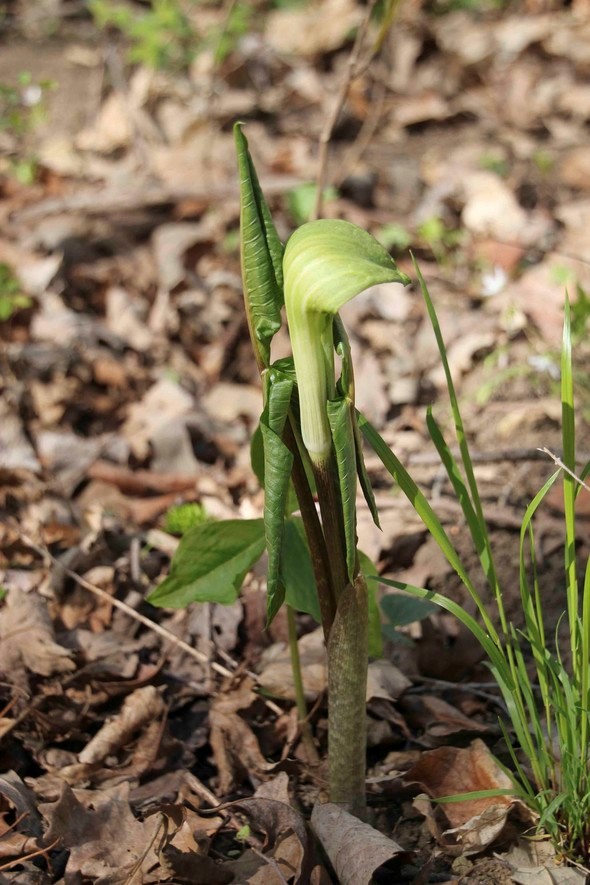 Jack-in-the-pulpit wildflower
