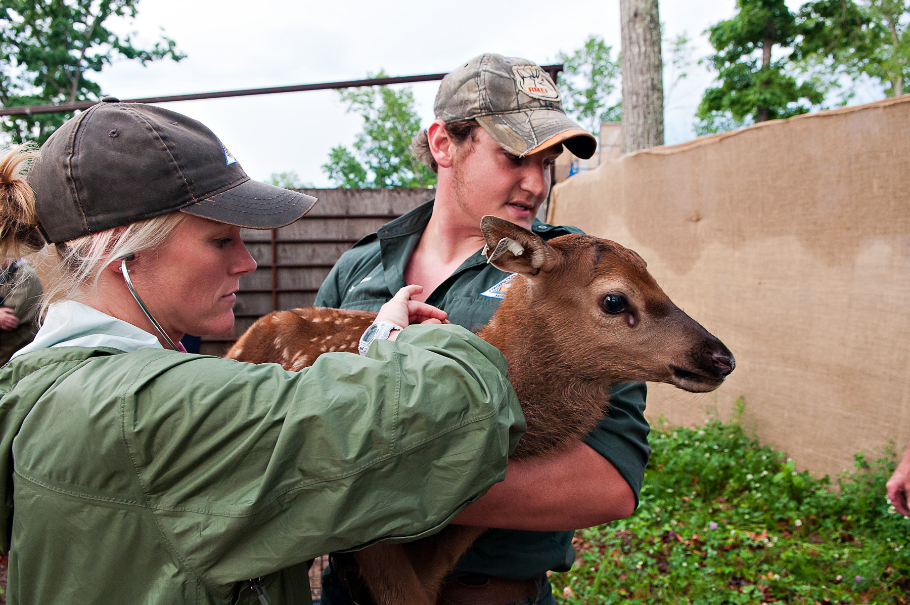 Elk 2013 Newborn Calf Health Check