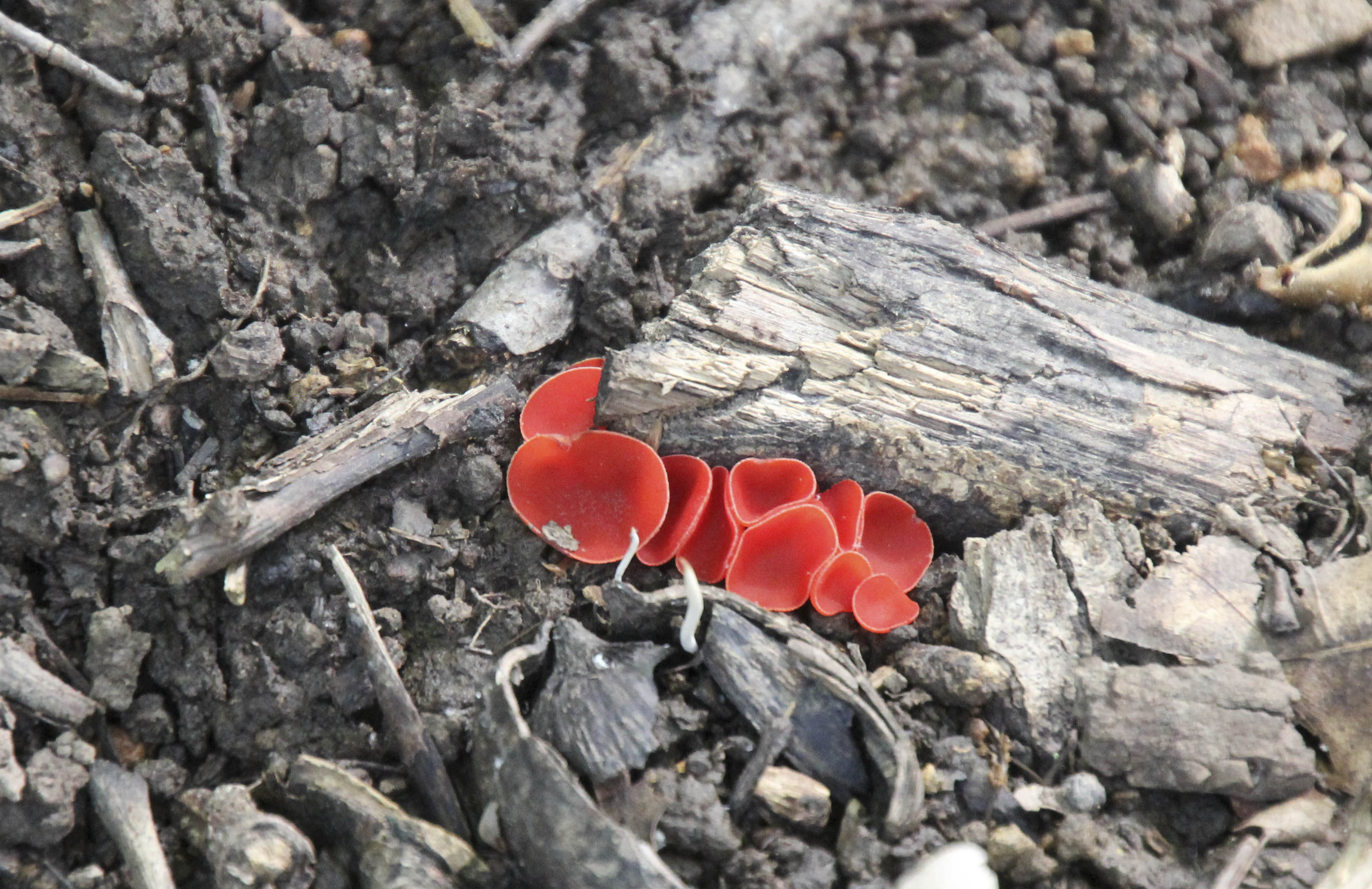 Photo of stalked scarlet cup cluster, red, cup-shaped mushrooms