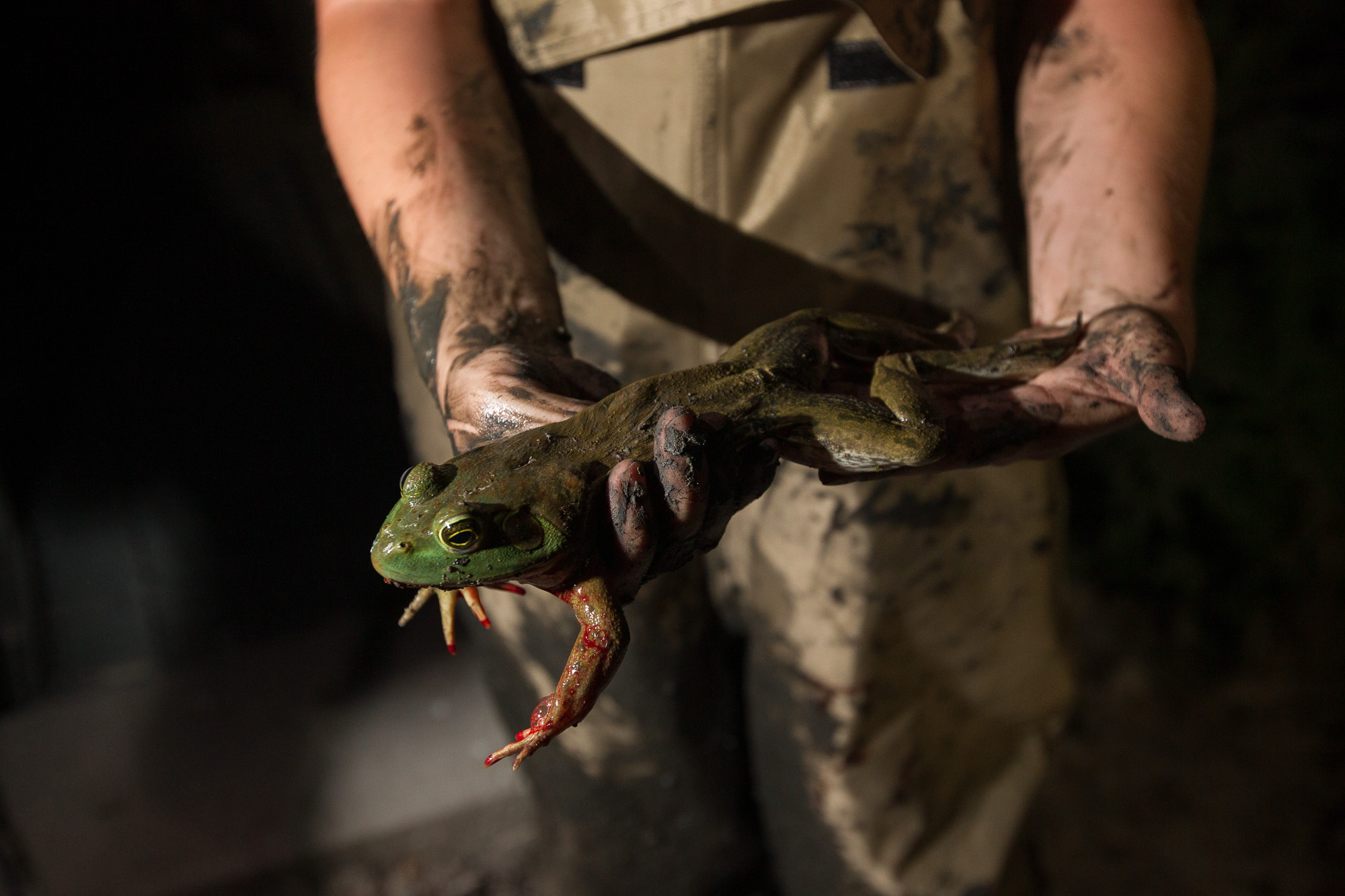 MDC staff holds a bullfrog during a gigging outing.