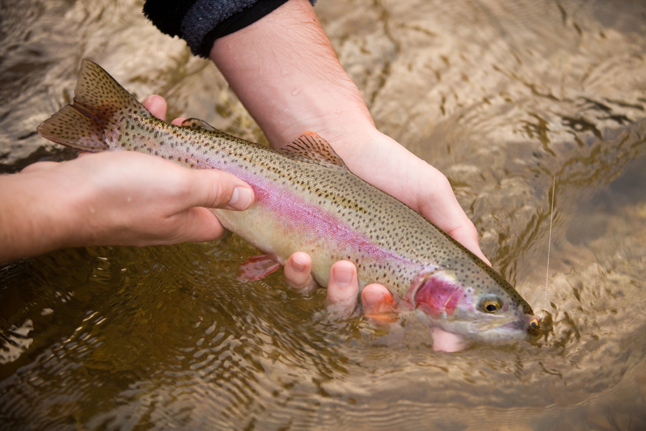 A close up of an angler holding a rainbow trout.