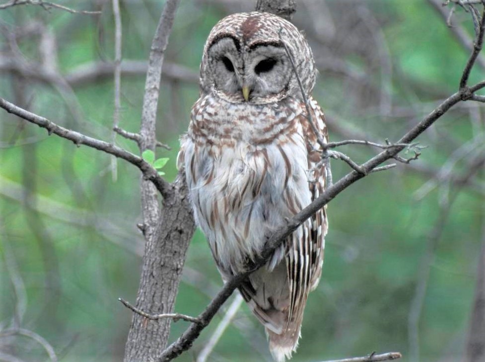 A barred owl rests on a tree branch.