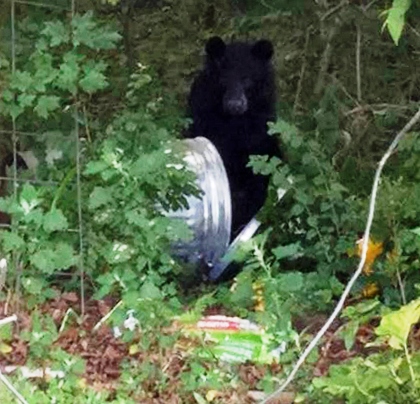 Black Bear in Garbage Can