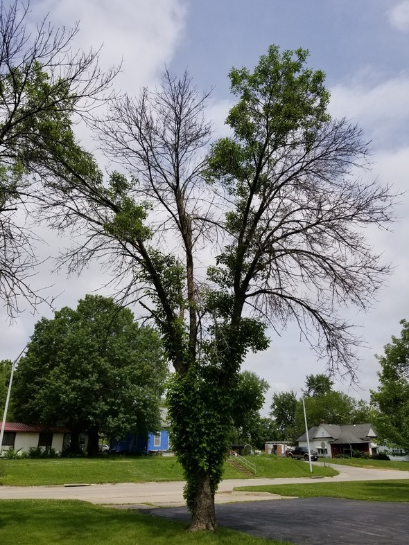 A tree showing signs that it has been infested with Emerald Ash Borer, such as dead branches and sprouts growing from the trunk.