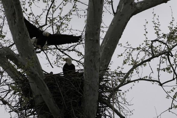 Two bald eagles in a nest.