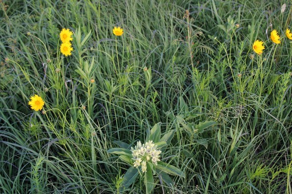 Wildflowers at Wah'Kon-Tah Prairie