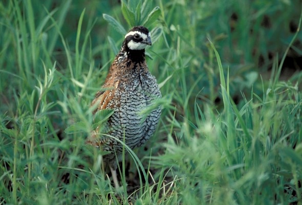adult quail