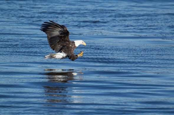 A bald eagle prepares to catch a fish in a lake.