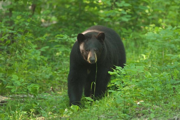Black bear walks through the woods