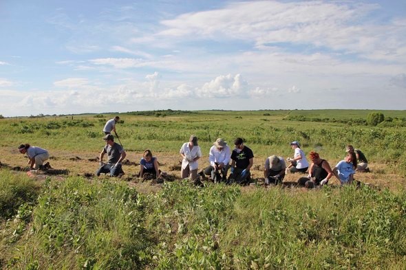 volunteers place burying beetles in ground