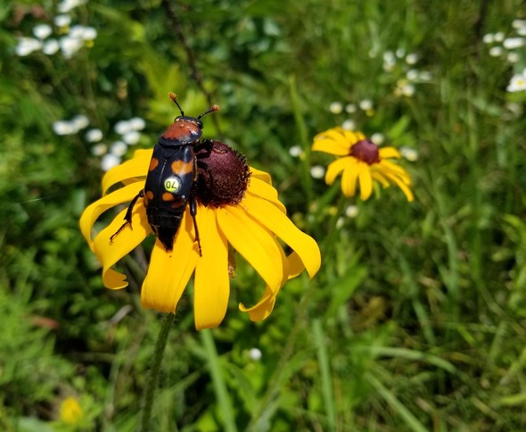 burying beetle on flower