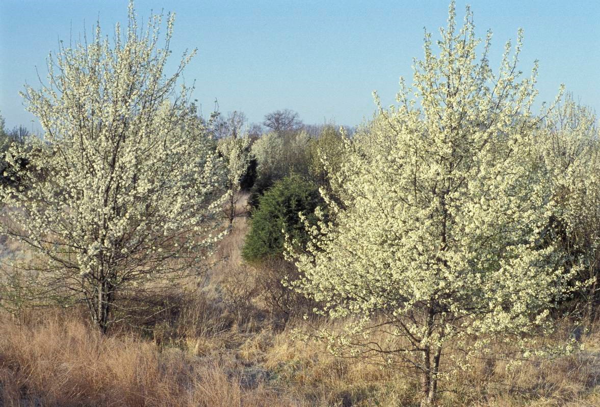 Callery Pear trees in field