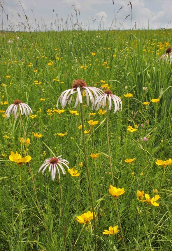 Coneflowers and coreopsis
