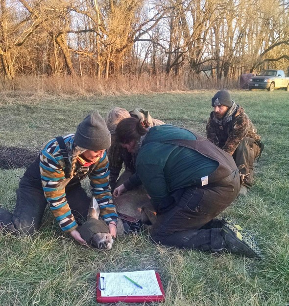staff doing research on deer in field