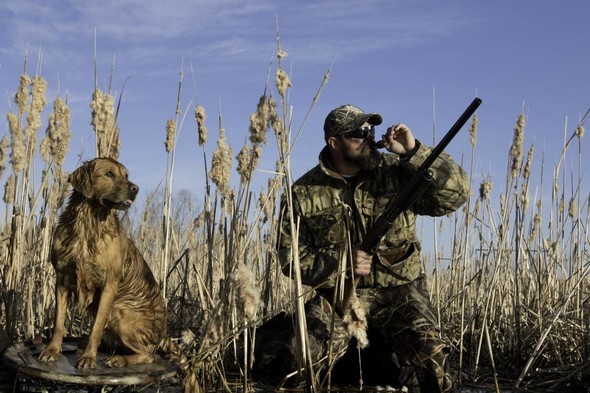 duck hunter with dog in cattails