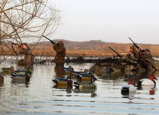 Three duck hunters take aim as another hunter calls in ducks. The hunters are in camoflage, and standing in thigh-deep water.