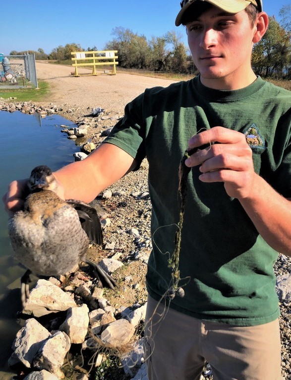 freeing a ruddy duck from fishing line
