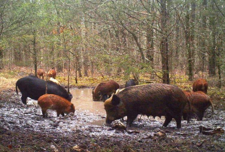 feral hogs damaging a spring by rooting around