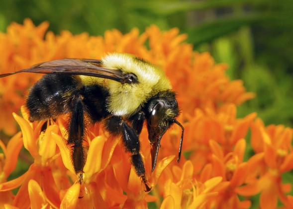 honeybee on flower