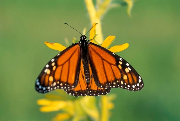 Monarch close up