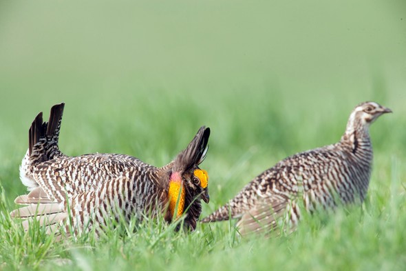 prairie chicken male and female