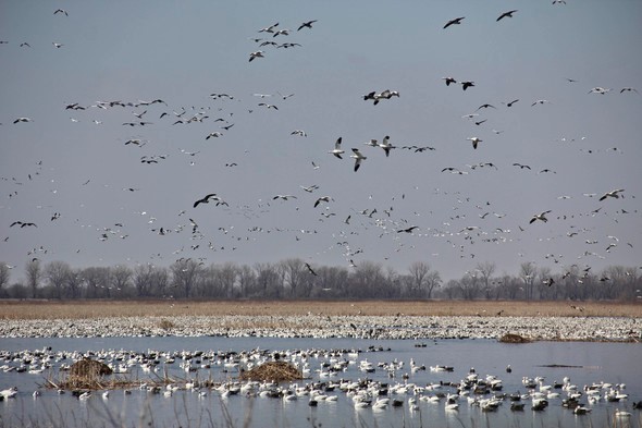 shorebirds on wetland