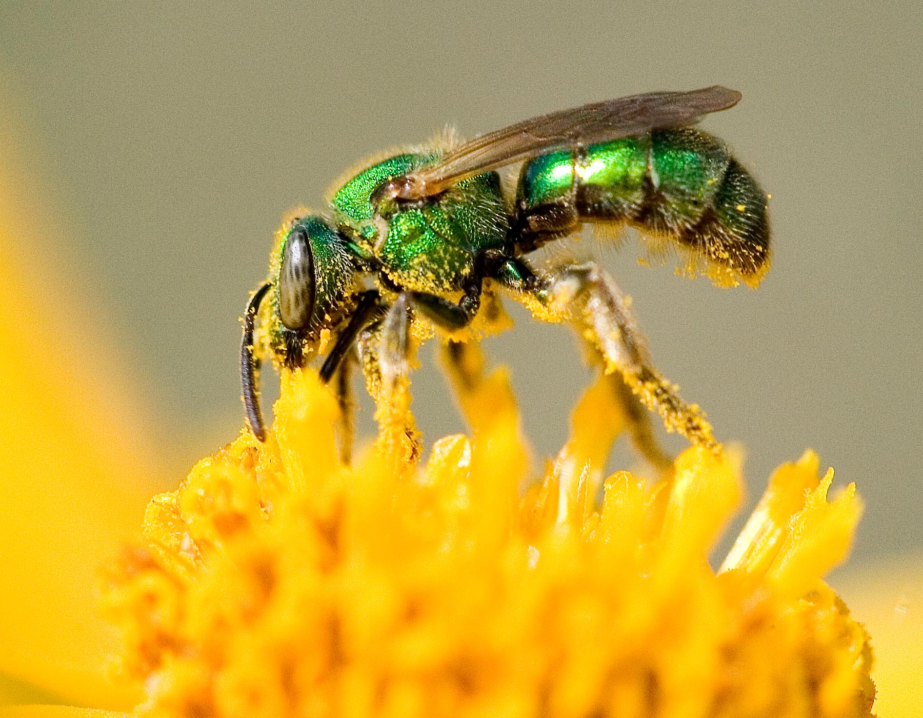 Green sweat bee on native flower