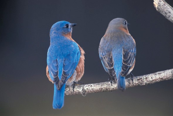 Two blue birds perch on a tree branch.