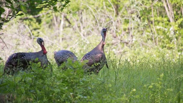 three wild turkeys in woods