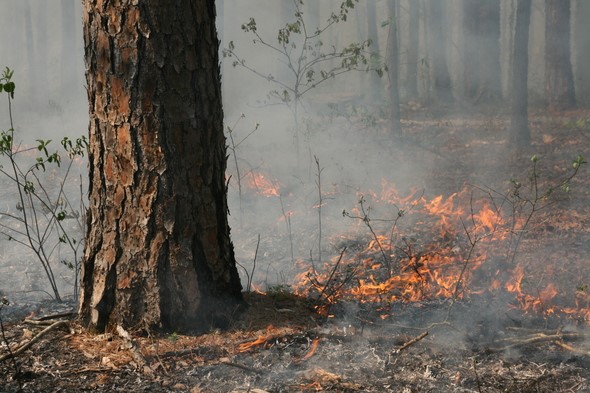 woodland prescribed burn